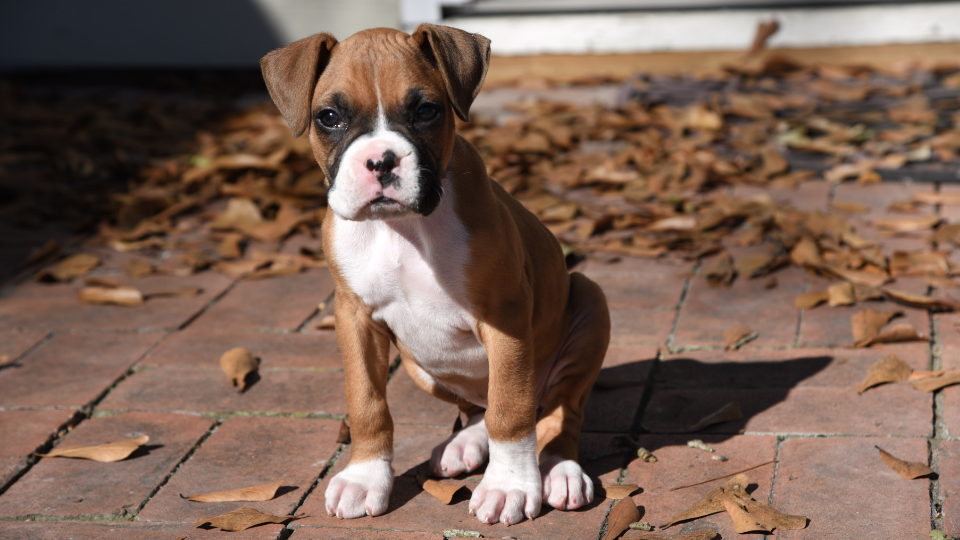 Boxer Growth & Weight Chart Everything You Need To Know Pawlicy Advisor