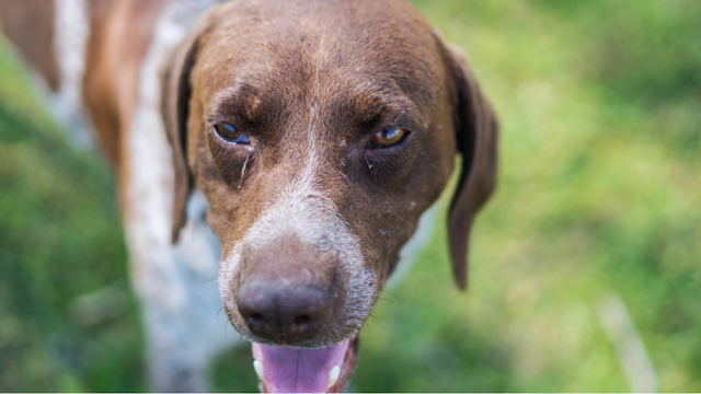 Conjunctivitis (Pink Eye) in Dogs: Causes, Symptoms, Treatment ...