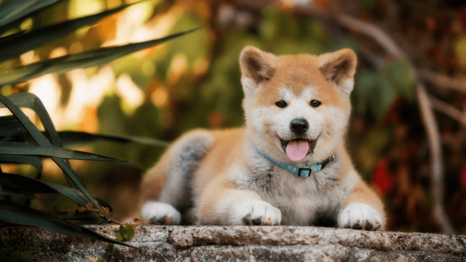 Akita Growth & Weight Chart Everything You Need To Know Pawlicy Advisor