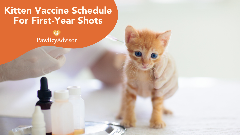 Kitten Vaccine Schedule For FirstYear Shots [Chart] Pawlicy Advisor