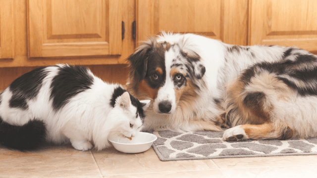 can-dogs-eat-cat-food-is-cat-food-bad-for-dogs-pawlicy-advisor