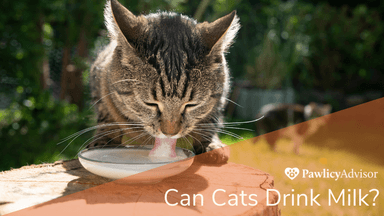 Can Cats Drink Milk? Here's Everything You Need to Know | Pawlicy Advisor