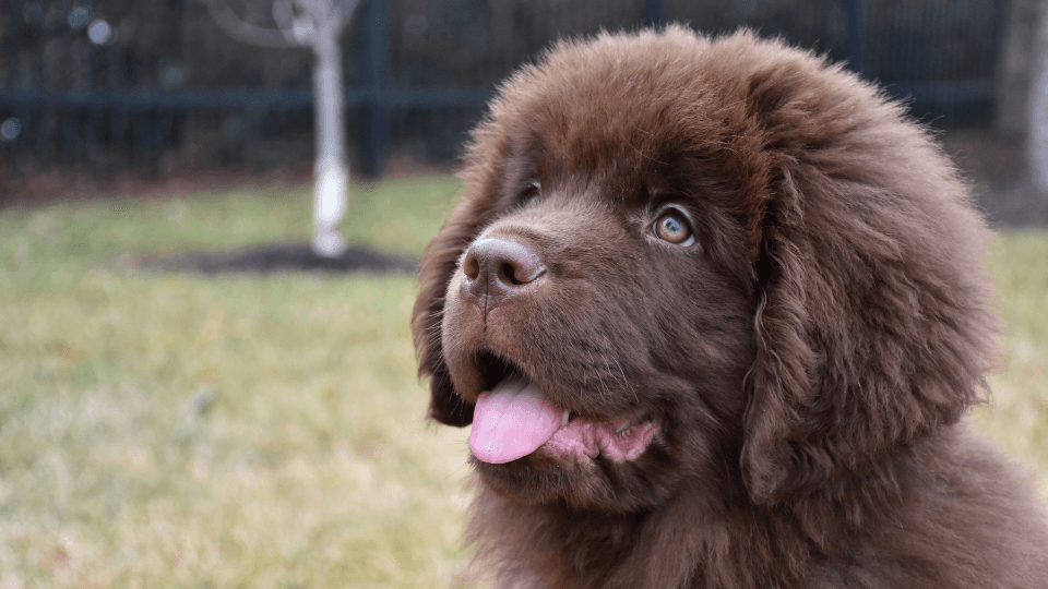 newfoundland-growth-weight-chart-everything-you-need-to-know