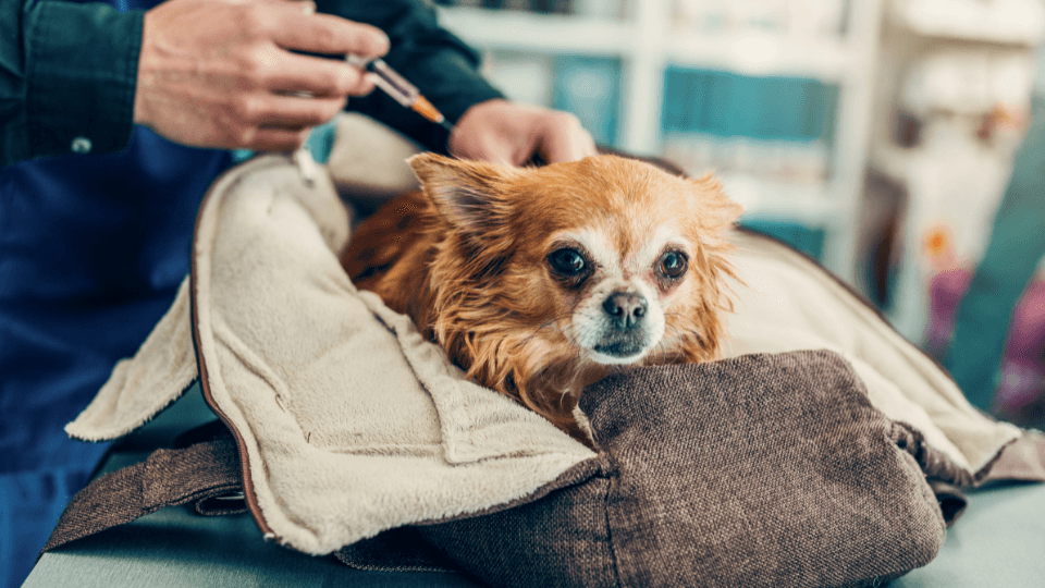 dog-vaccinations-what-vaccines-do-dogs-need-pawlicy-advisor