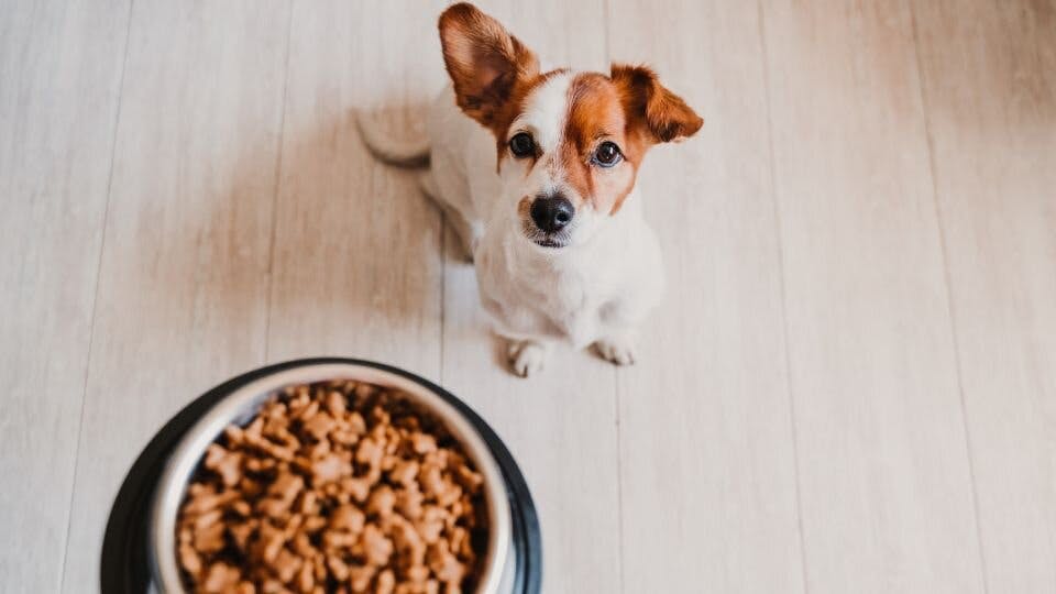 puppy looking at a bowl of food