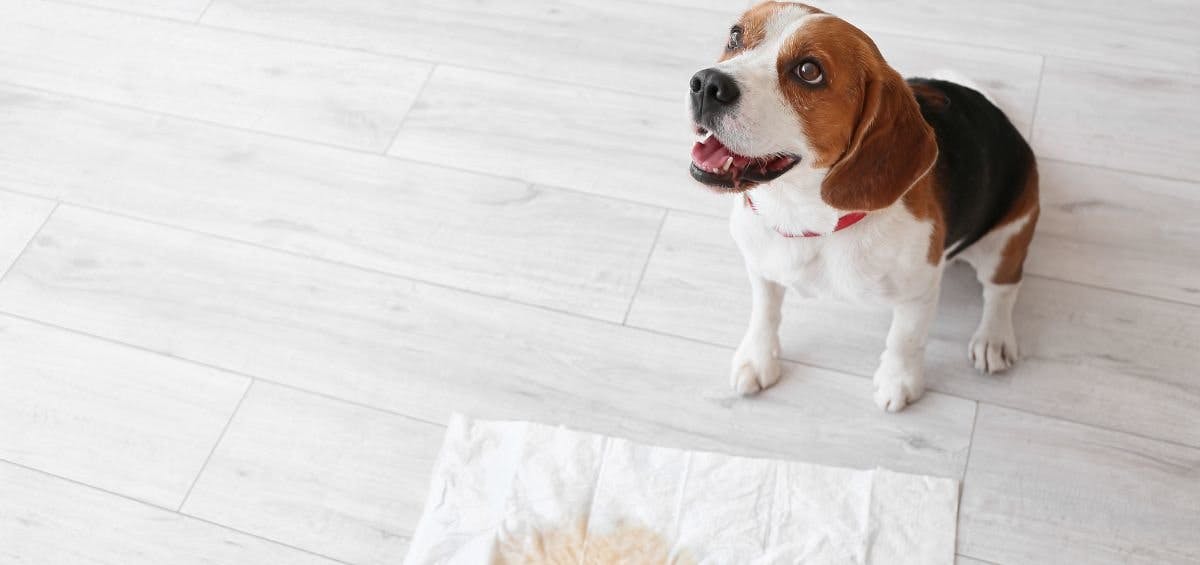 beagle dog next to potty pad
