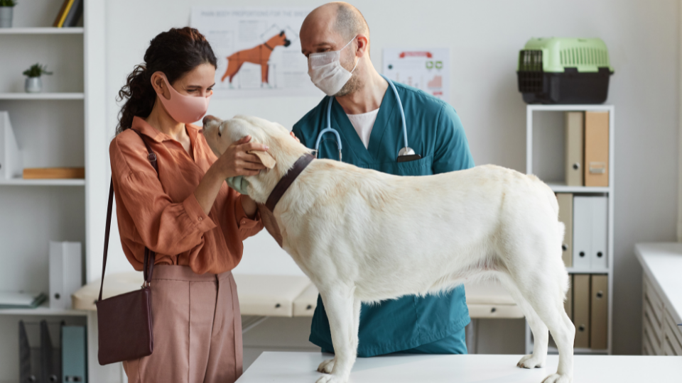 Vet examining a dog near a woman wearing a face covering
