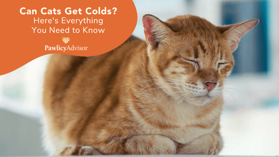 can cats get colds