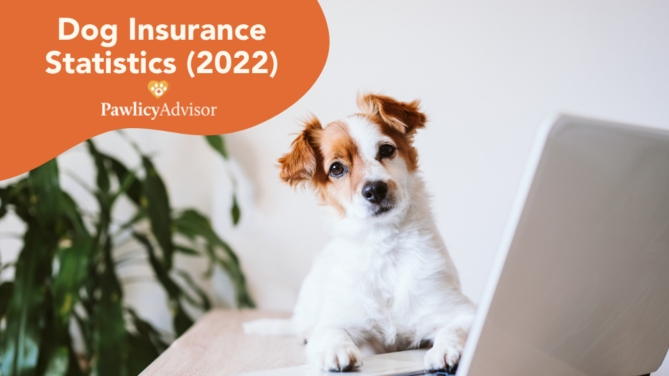 dog insurance statistics