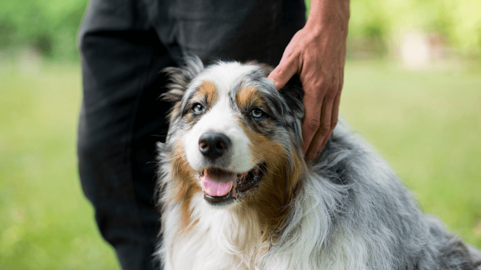 man petting australian shepherd