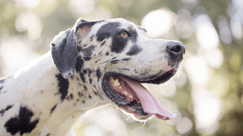 Spotted Great Dane in sunshine