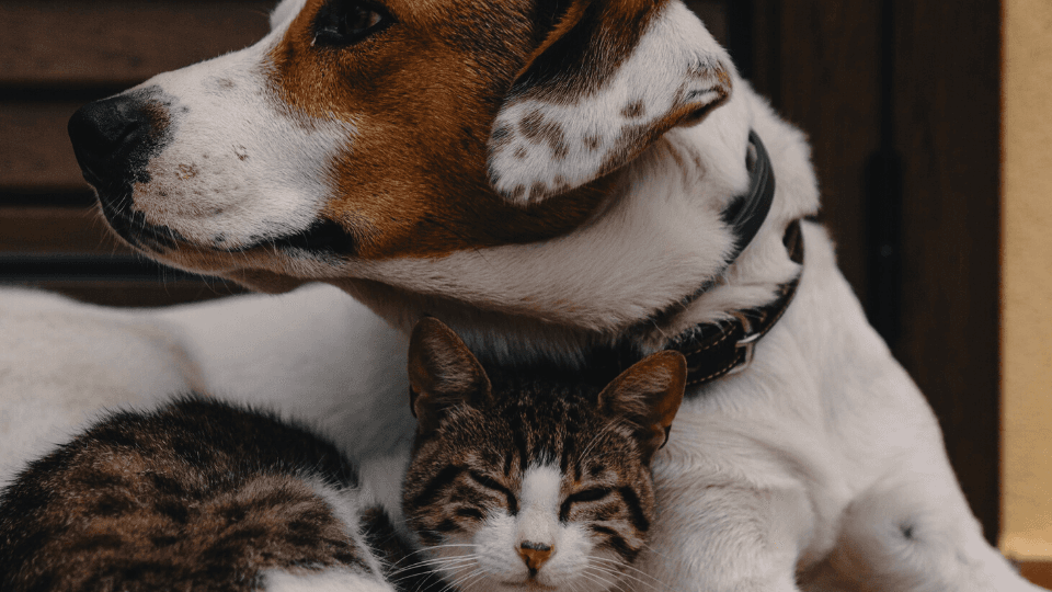 rescue dog and cat