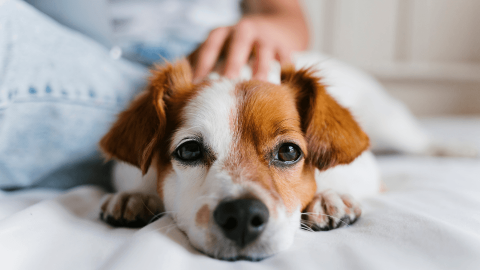 woman petting dog at home