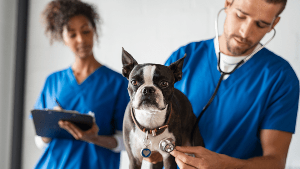 Vets examining Boston Terrier dog