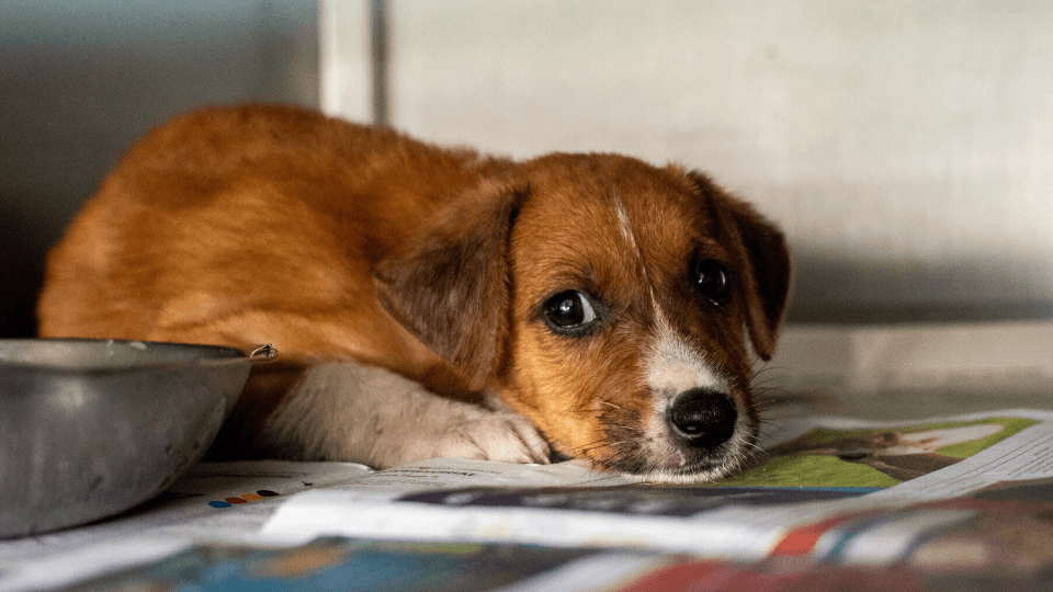 sad puppy with parvo