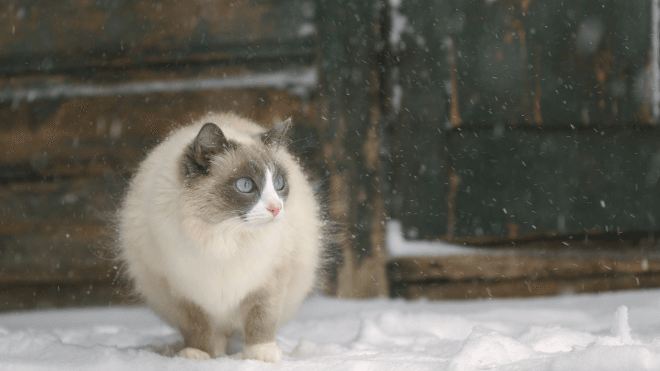 siamese cat sitting in snow