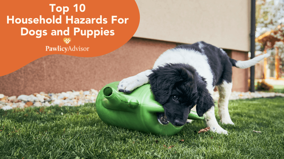 household hazards for dogs and puppies