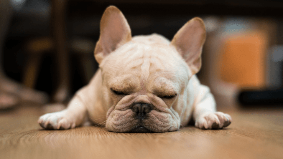 Boston Terrier with wrinkles laying on the floor