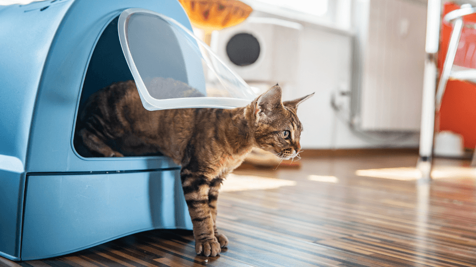 Cat stepping out of litter box