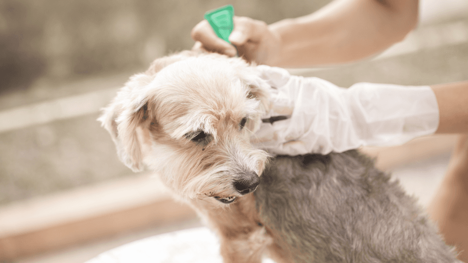 woman giving flea treatment to dog