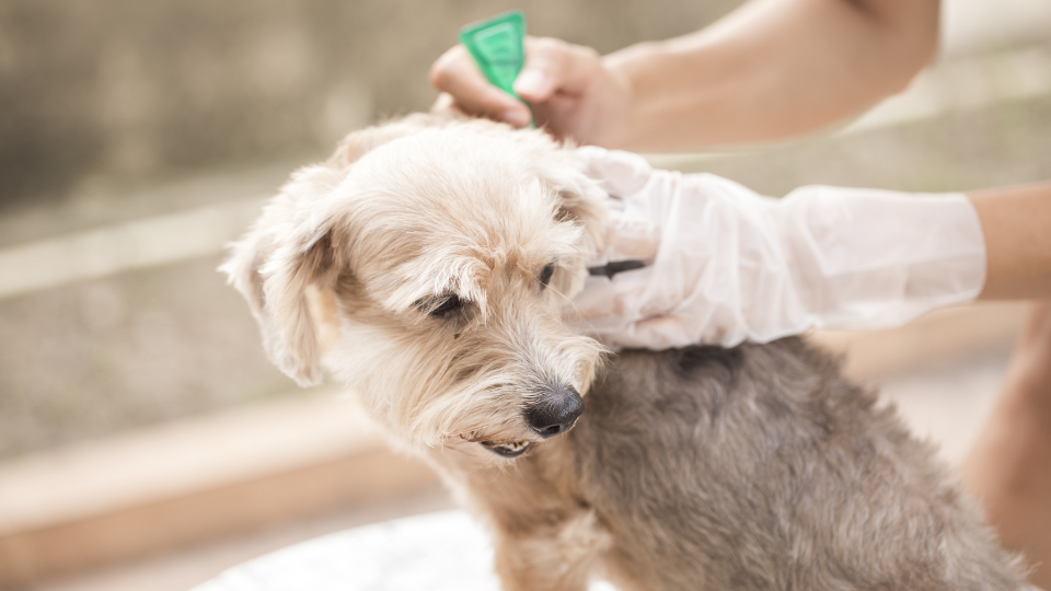 woman giving flea treatment to dog
