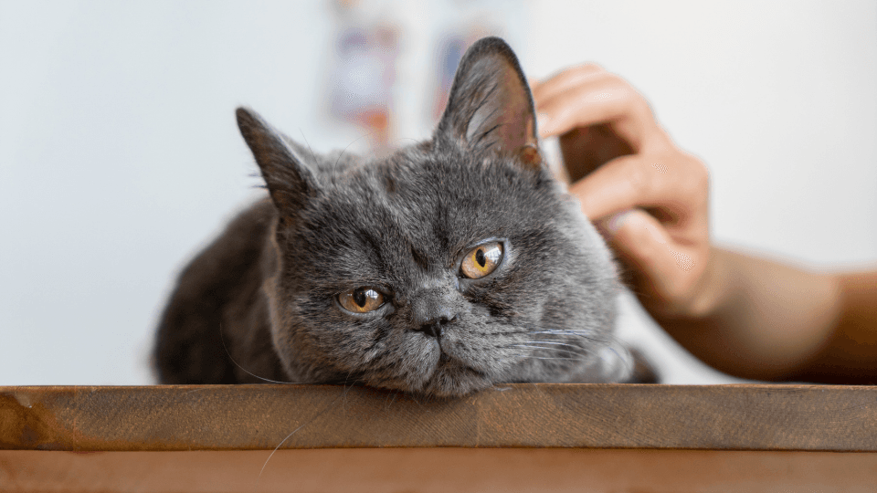 Gray cat receiving pet and appearing to be sick