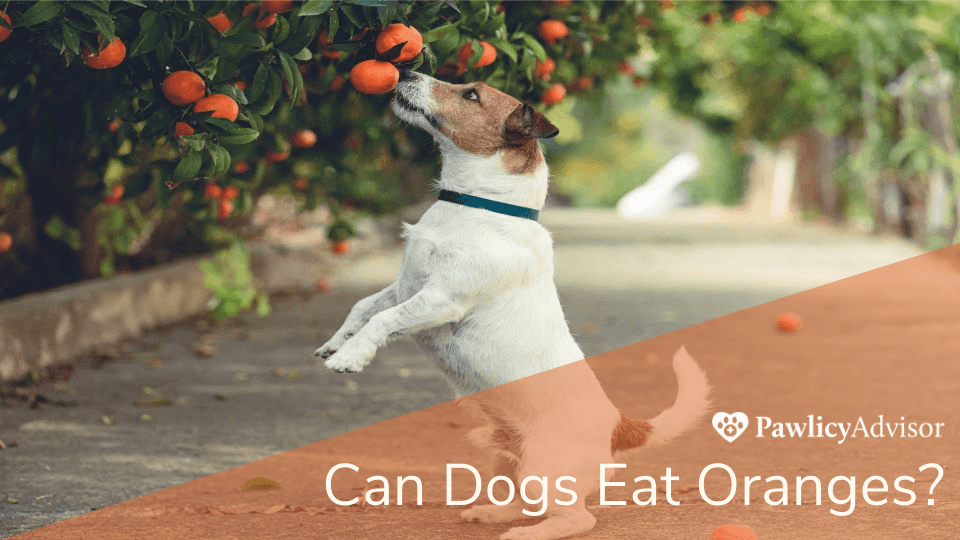 Jack Russel dog grabbing orange from tree