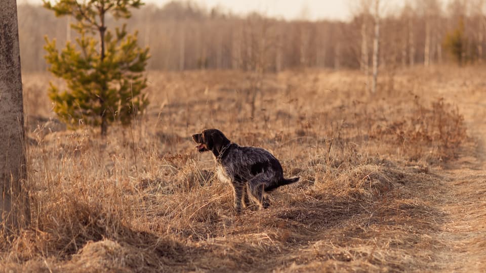 dog with constipation