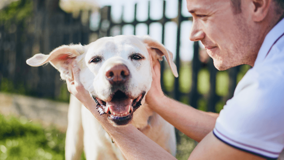Happy dog receives affection from owner