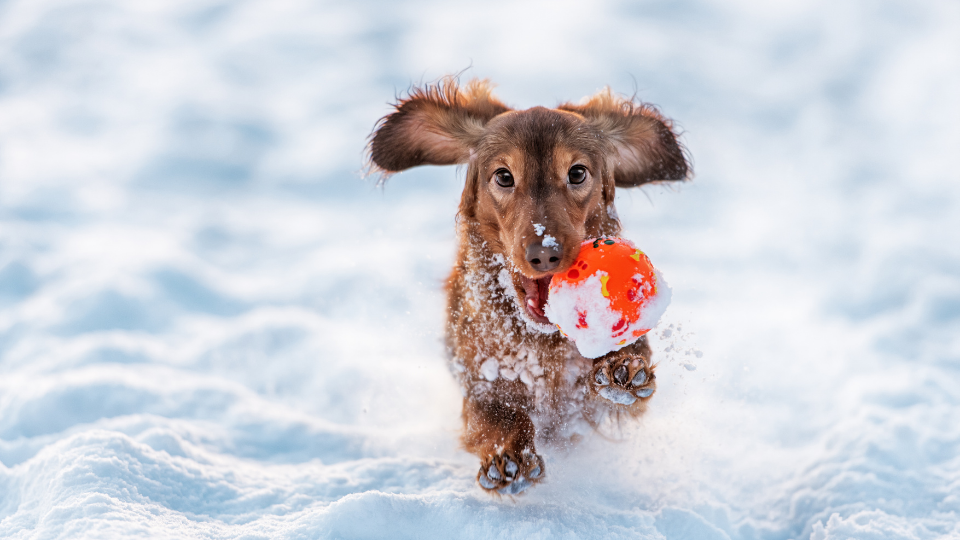 dog retrieving ball in the snow