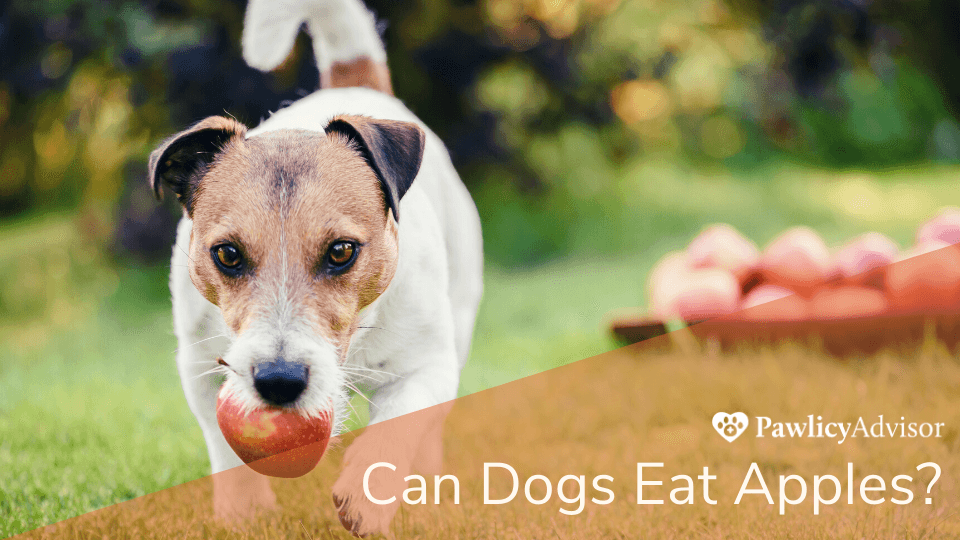 Jack Russel carrying apply in mouth