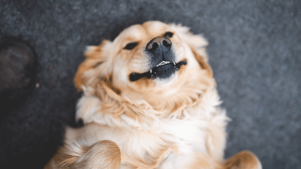 smiling dog