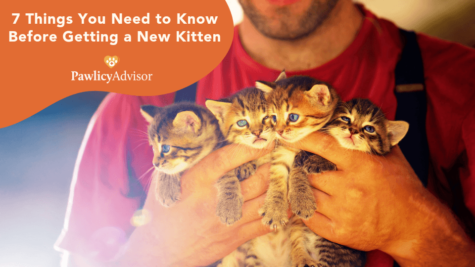 adopting a cat