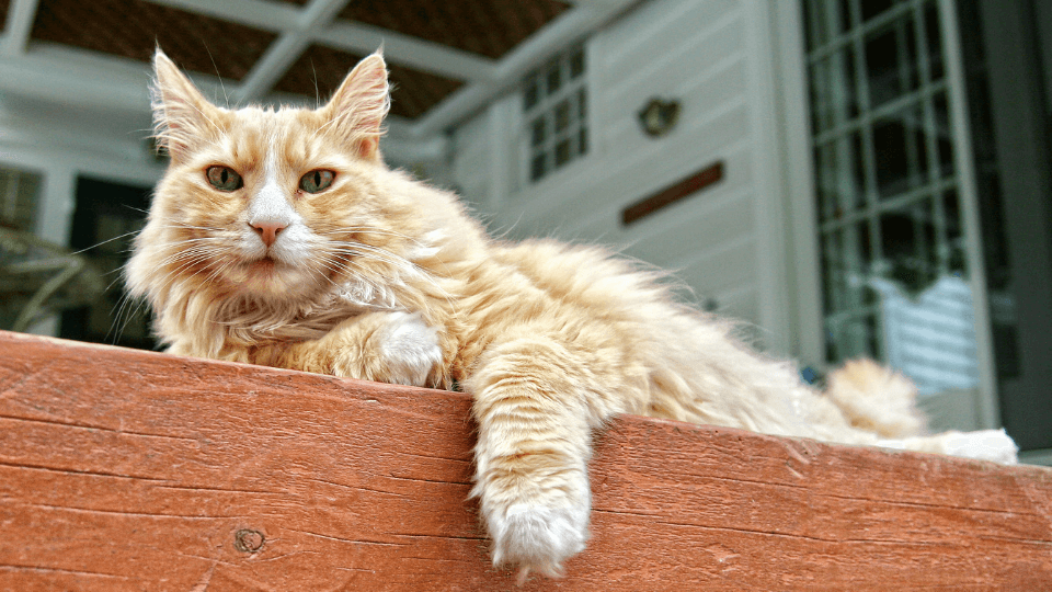 Orange long-haired house cat resting on post