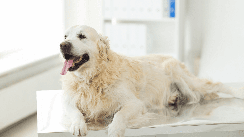 golden retriever vet exam for lipomas