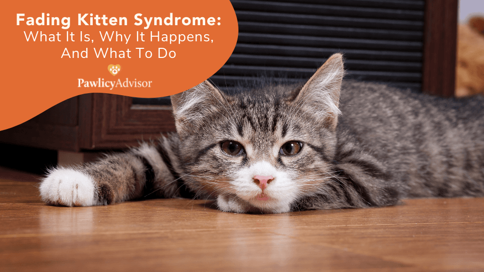 fading kitten syndrome