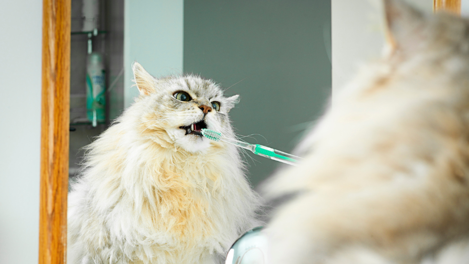 brushing main coon cat teeth