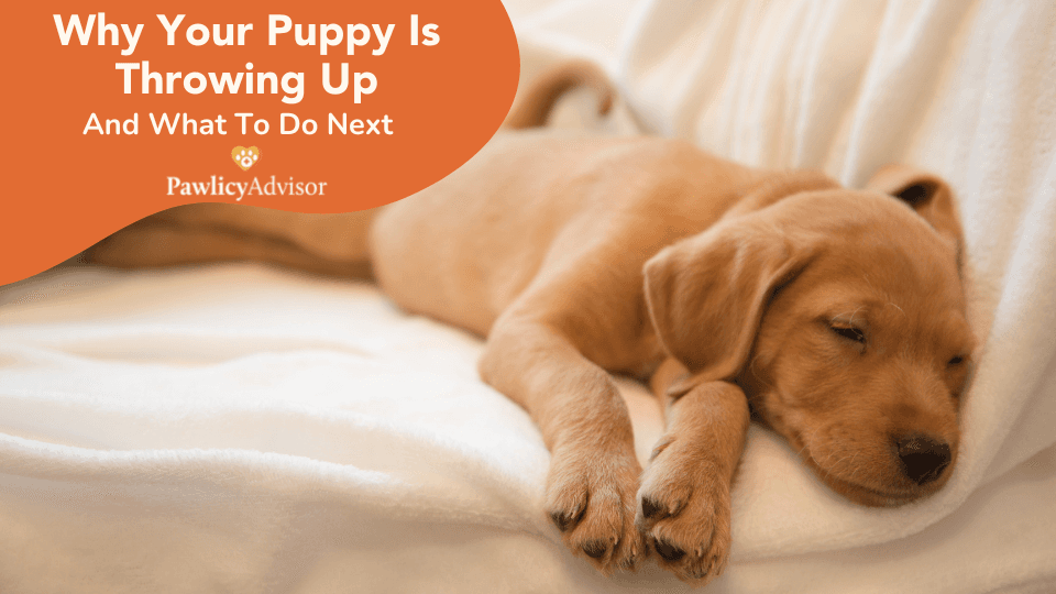 a hero image of a blog about why puppies throw up