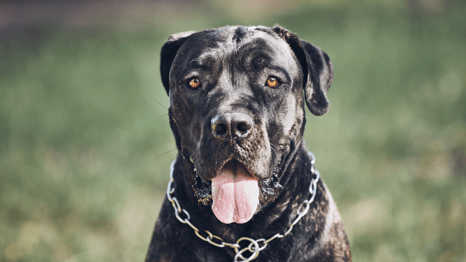 cane corso portrait