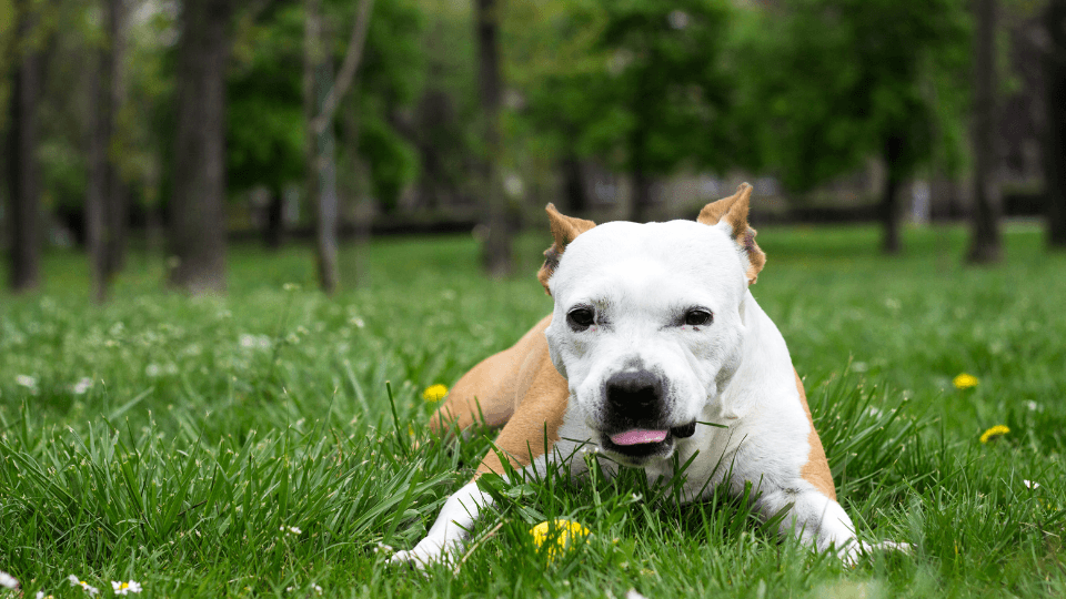 Dog eating a blade of grass laying down in a field