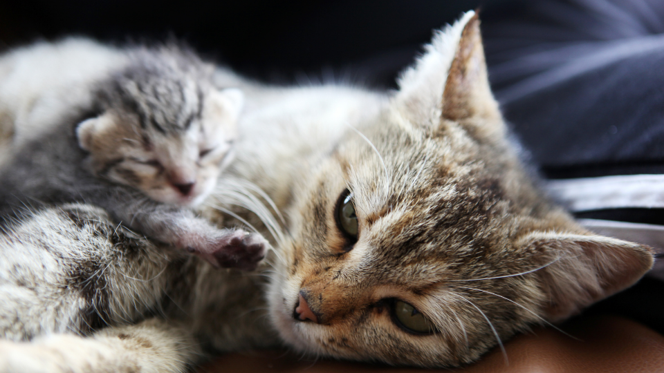 Mother cat and her newborn kitten