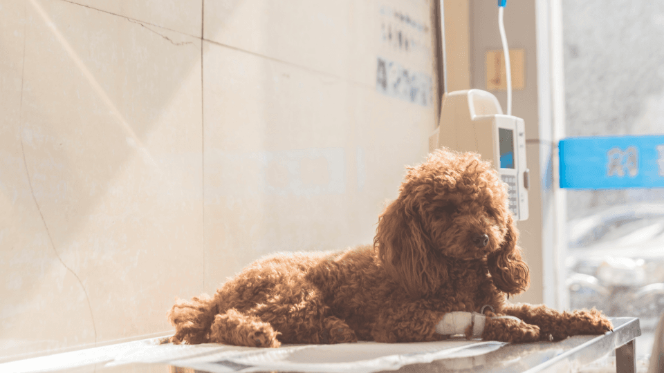 Puppy lying on examination table with IV fluid
