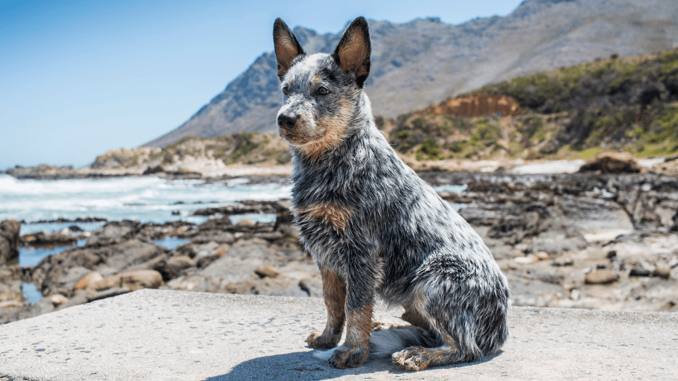 blue heeler puppy sitting at the beach