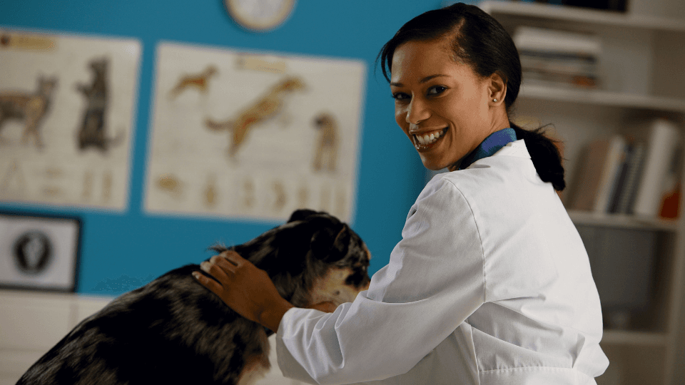 holistic vet acupuncturist