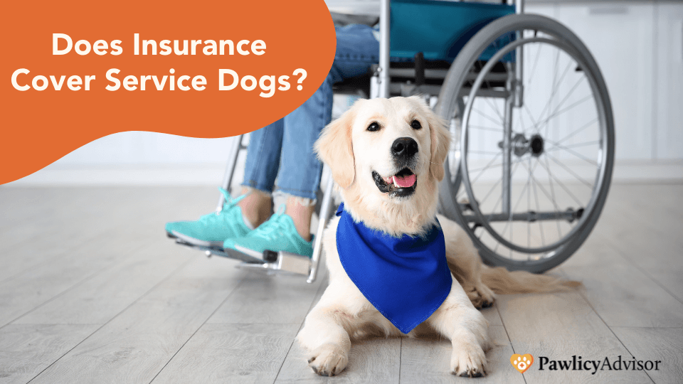 service dog insurance