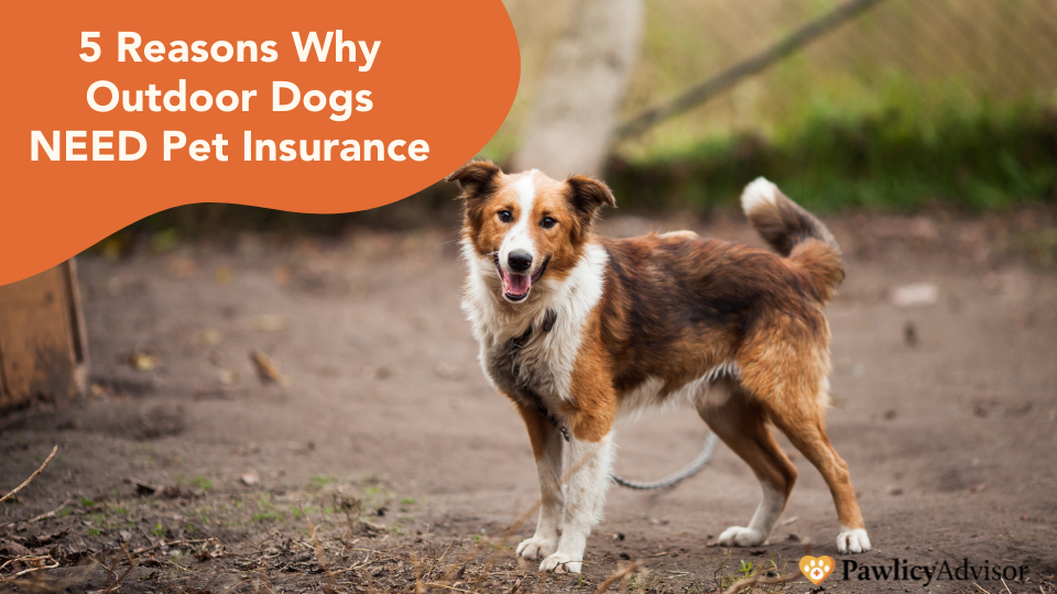 pet insurance for outdoor dogs