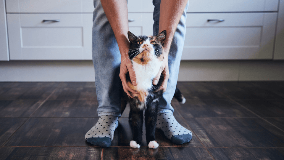 cat standing between owners legs