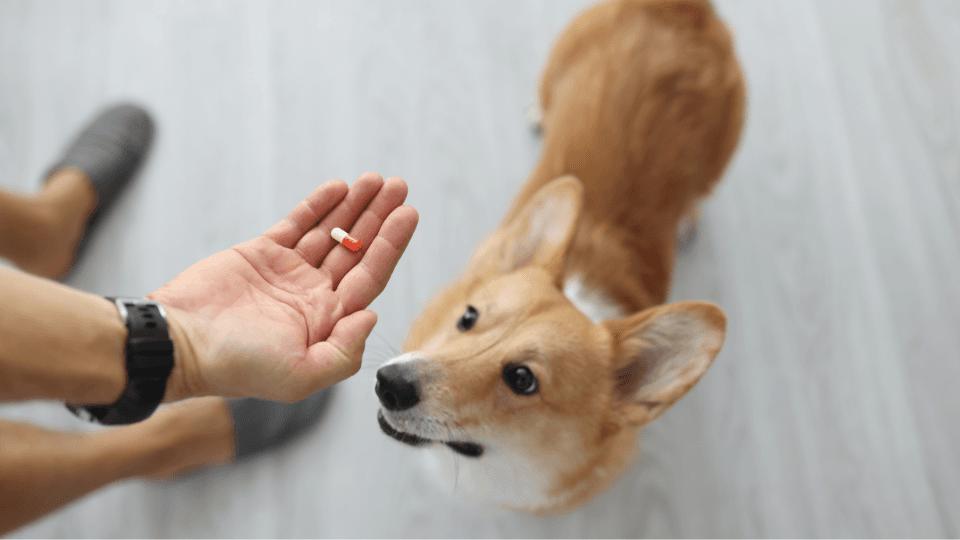 person giving a dog probiotics