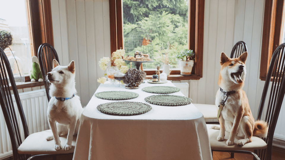 dogs waiting for thanksgiving food