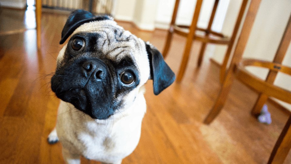 Pug tilting head